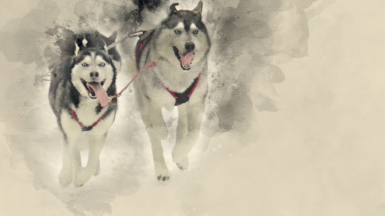 Iditarod