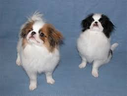 teacup dog