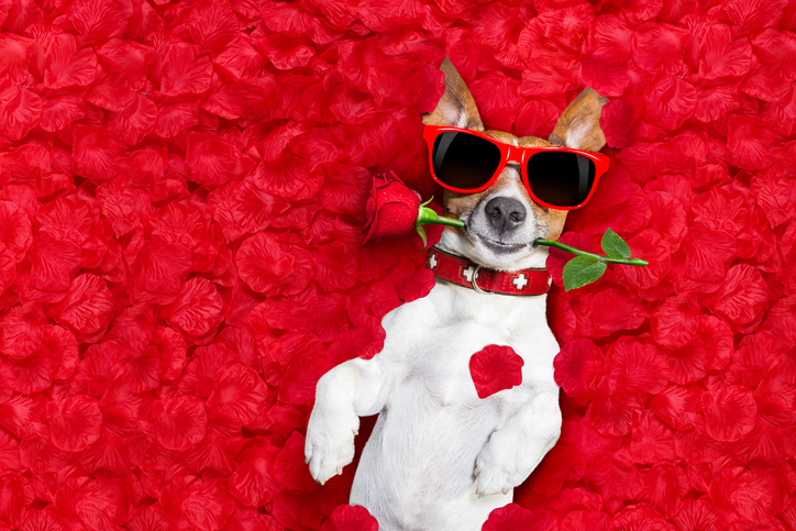 dogs and valentines