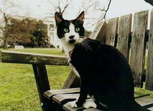 Clinton Cat