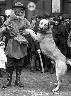 A black-and-white photo of arthur Walden in a parka, snow boots, and a mounty-style hat. He is holding leather mittens. Chinook, light in color, stands on his rear legs with his paws on Walden's arm, looking at the camera.