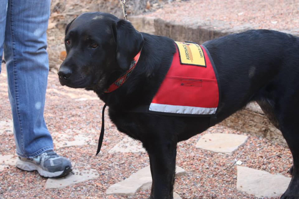 diabetic alert dog