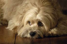 Benji fluffy This too is a color photo of Benji. He looks relaxed and he is watching something off to the side.