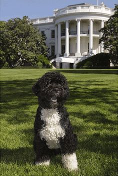 Bo Obama