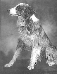 collie named Bobbie