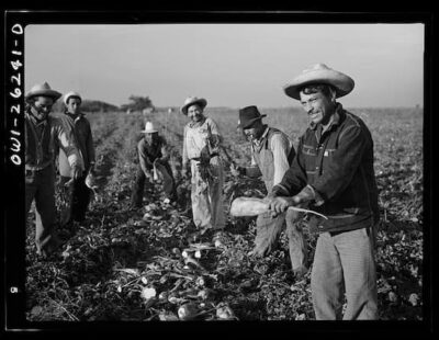 a black-and-white photo of Mexican men working in the fields as part of the Bacero Program.