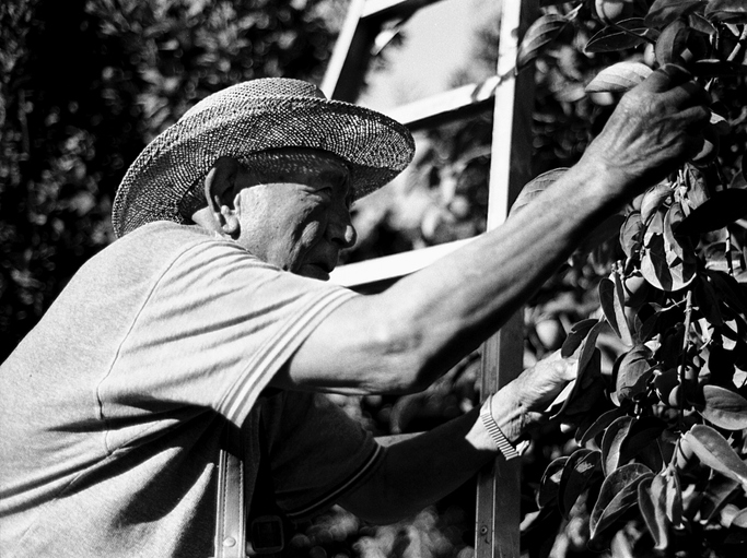 Mexican laborer,