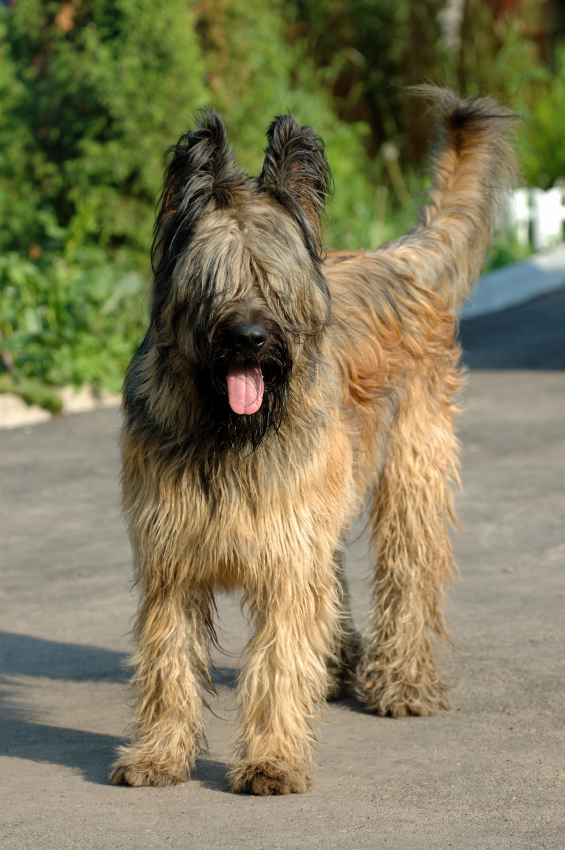 Jefferson's dog