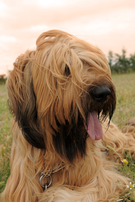 Jefferson's dog