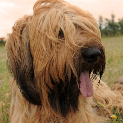 Jefferson's dog