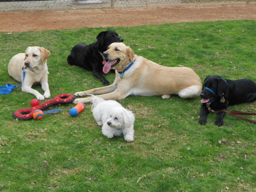 retiring a service dog