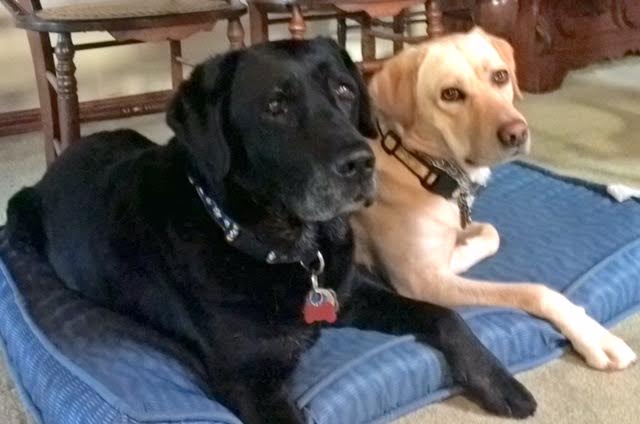 Brit and INdy on bed