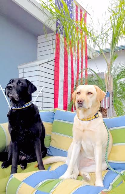 retiring a service dog