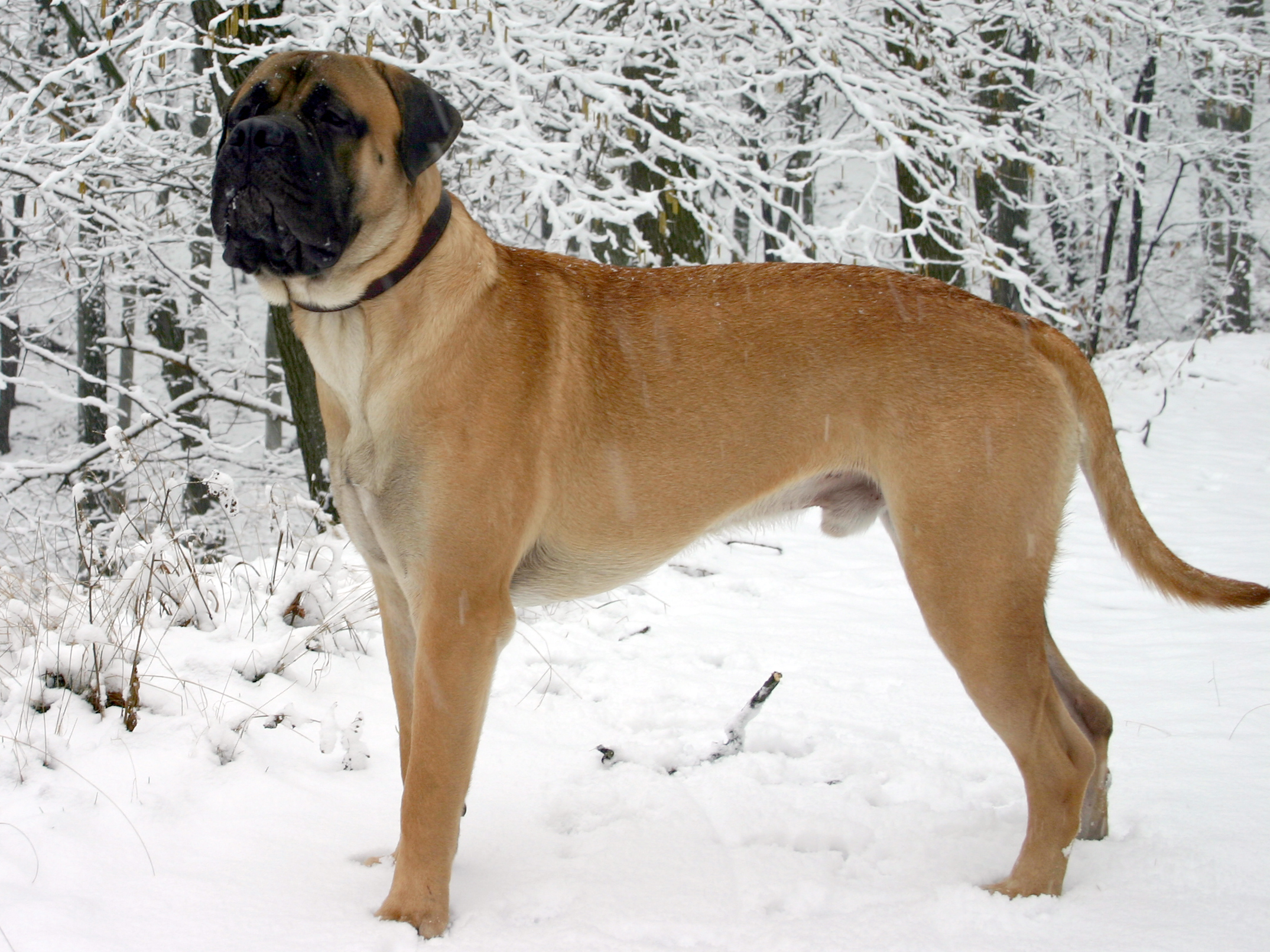 Like Roosevelt dog