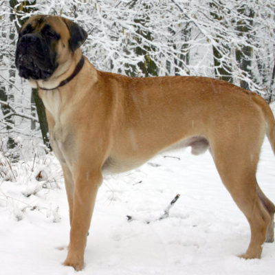 Like Roosevelt dog