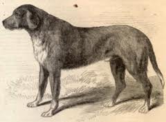 Dog Jack, Mascot