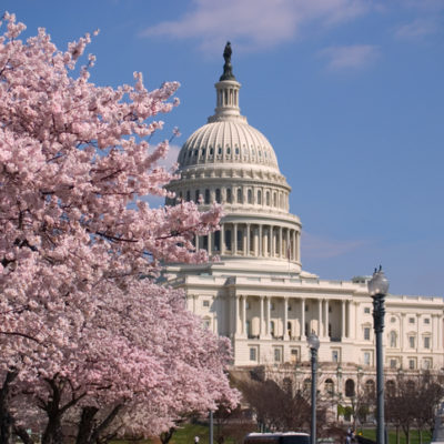 cherry blossoms