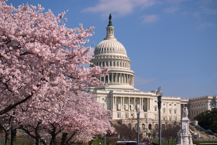 A photo of the cherry blossoms in bloom with the Capitol in the background