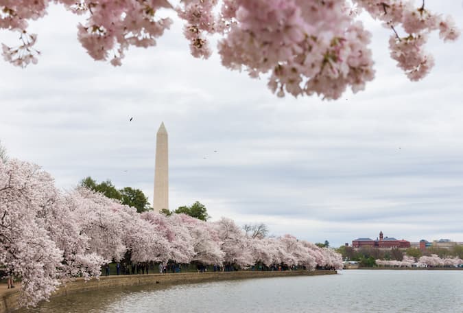 A beutiful view of the Washington monument showing the Tidal Basin dotted with cherry trees
