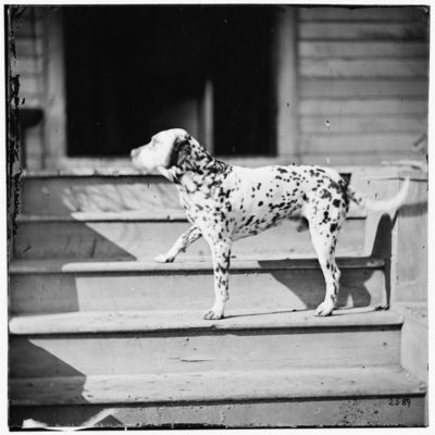dalmatian