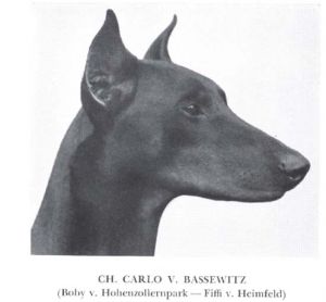 Carlo V. Bassewitz, champion doberman