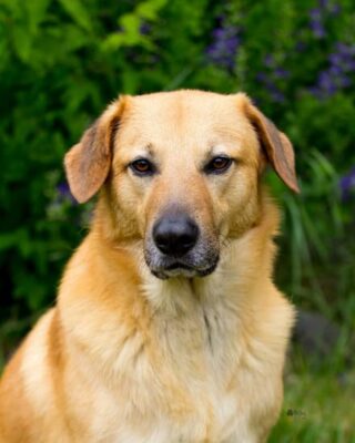 A color photo of a tawny-colored Chinook waiting patiently.