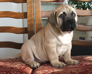 bullmastiff puppy