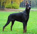 Doberman-Pinscher-12