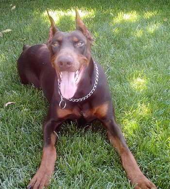 Doberman