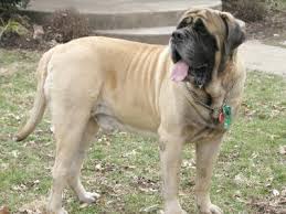 bullmastiff like Roosevelt dog