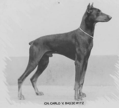 Carlo, champion doberman