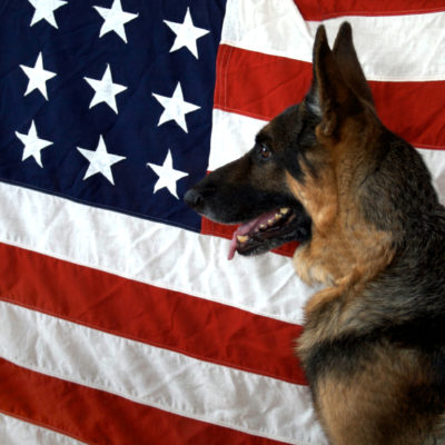 War Dogs