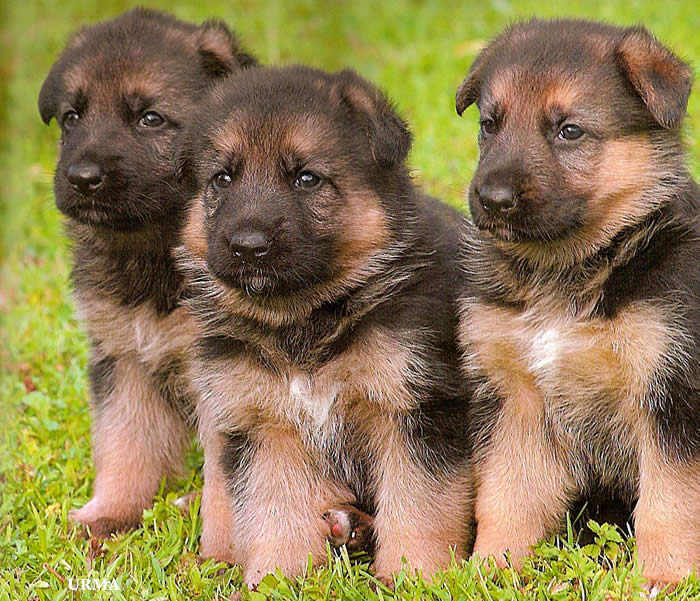 GS puppies
