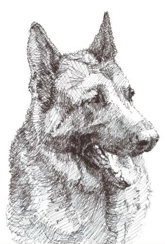 German Shepherd