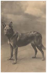 smart German Shepherd
