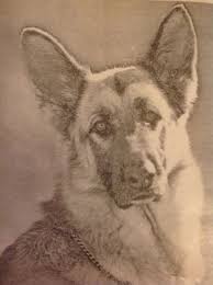 German Shepherd sepia head shot
