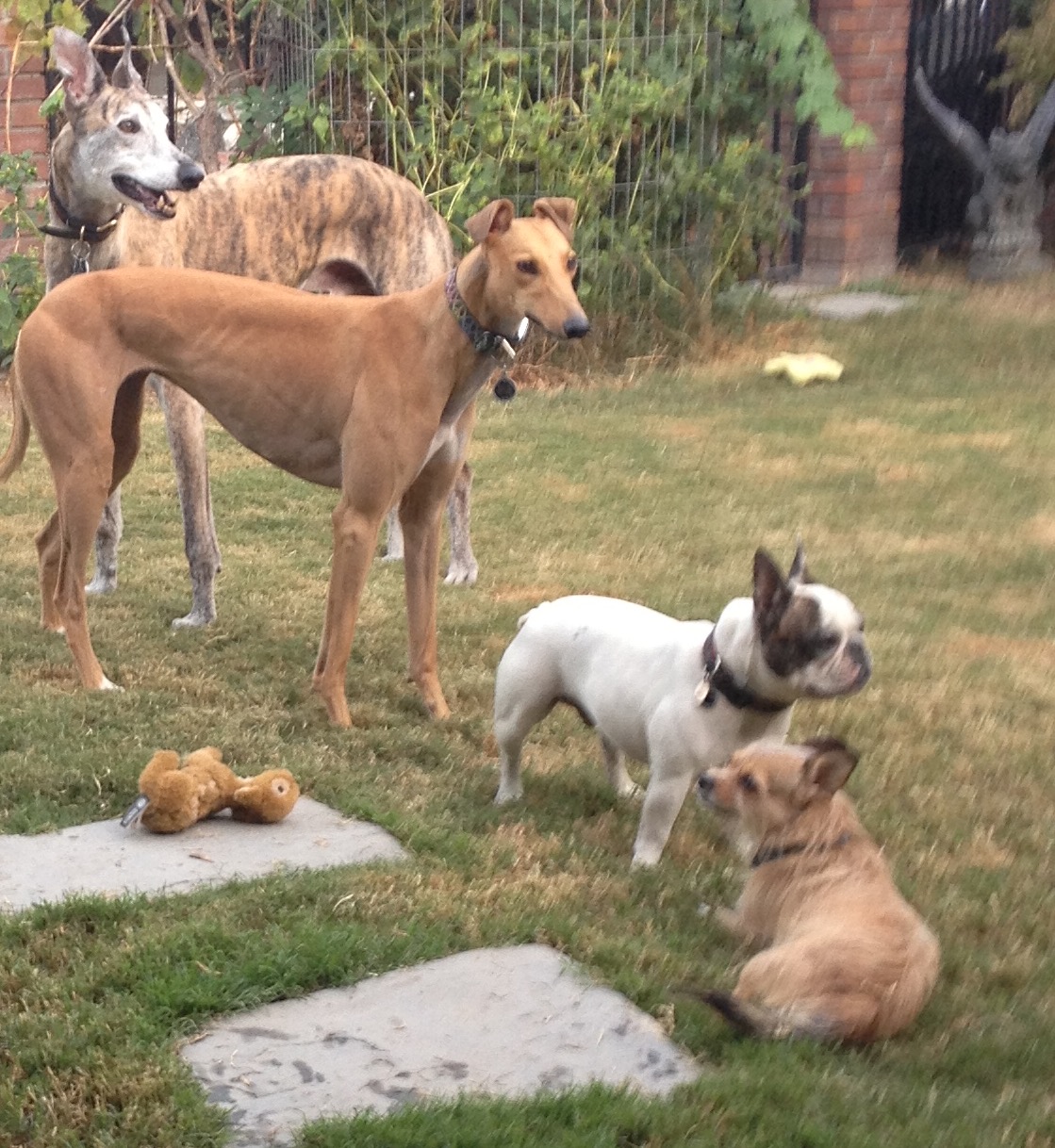 Geronimo, Sierra, Zag and Wing--his friends before Guy arrived