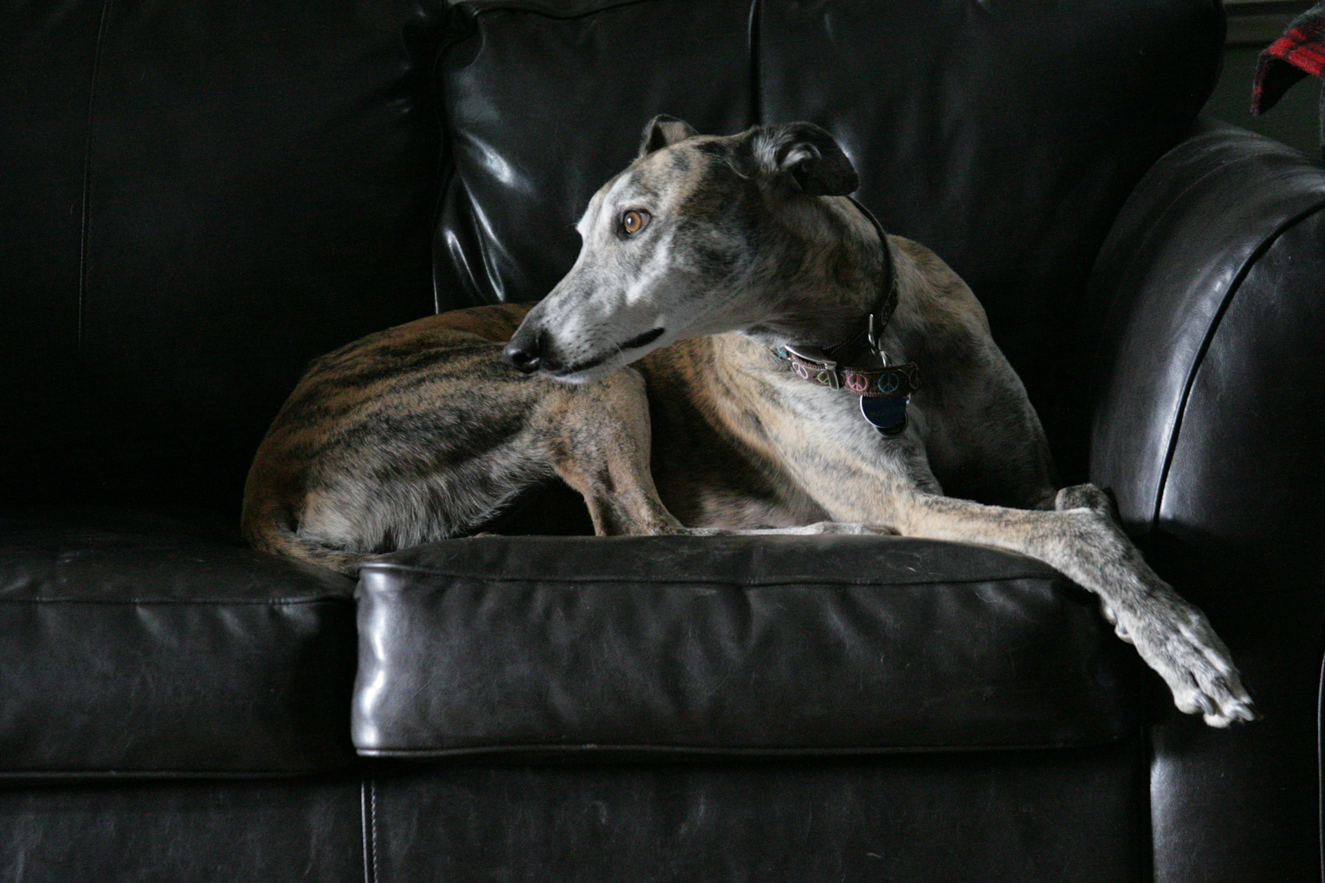 stability dog
