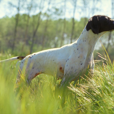 Confederate dog