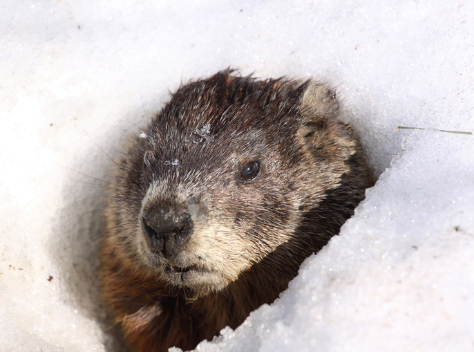 groundhog