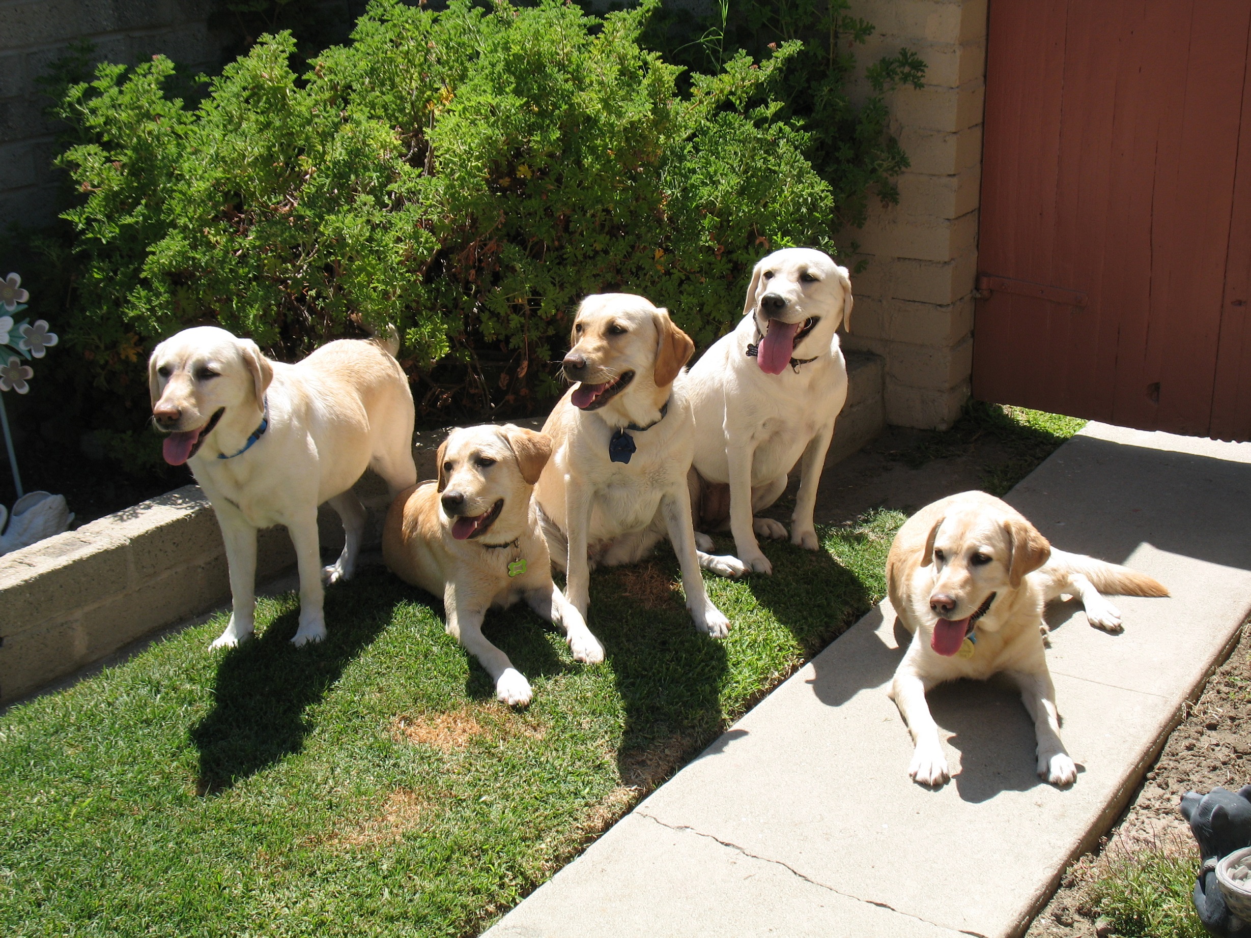 hearing dogs