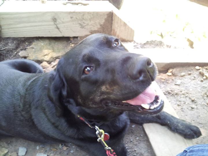 diabetic alert dog