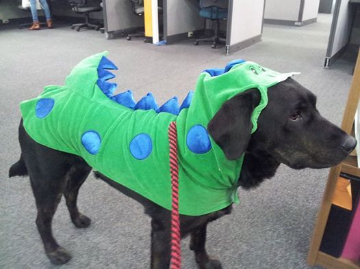 diabetic alert dog