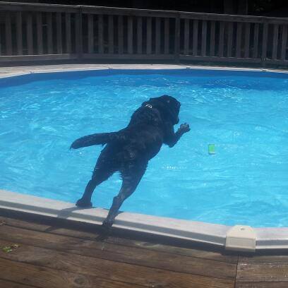 diabetic alert dog