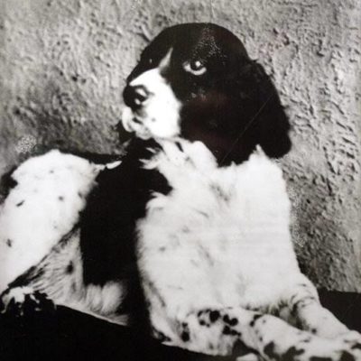 Jim the Wonder Dog