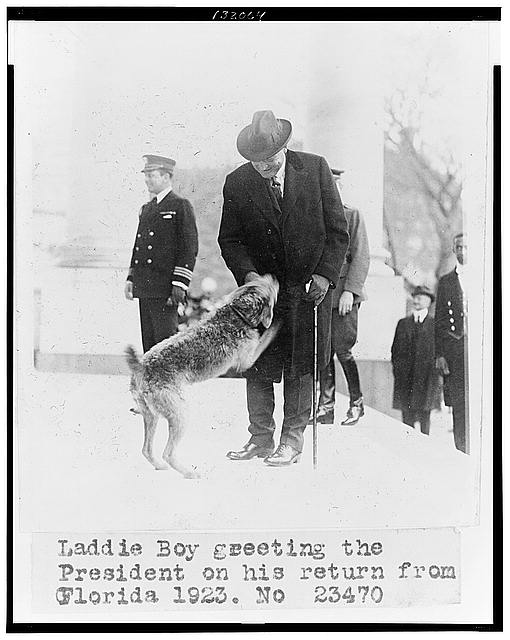 Laddie Boy, Warren Harding’s Dog – America Comes Alive