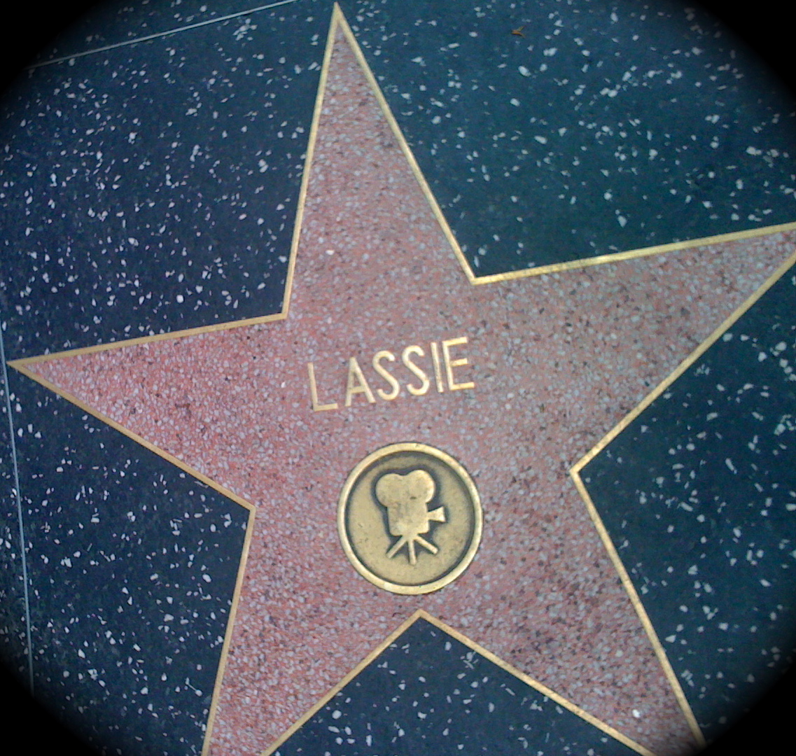 Lassie