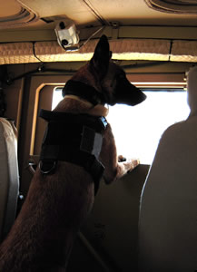 military dogs