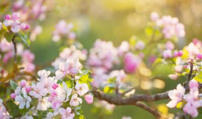 A beautiful photo of pink and white apple blossom glistening in the light.