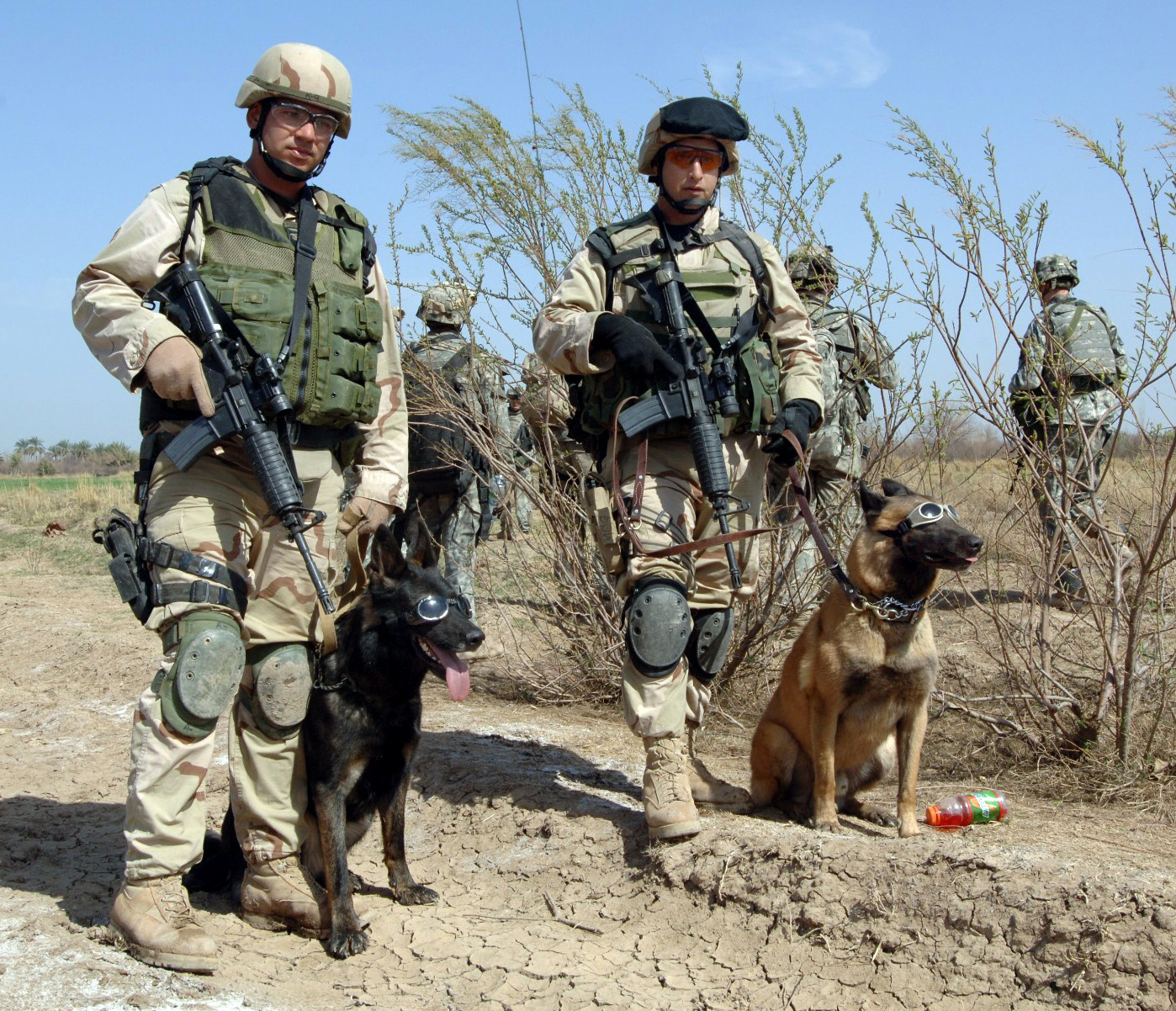 military dogs